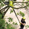 Ryobi ONE+ 20cm Pole Saw 18V RPP182020 2.0Ah Kit