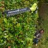 Ryobi ONE+ EZ Reach 3m Telescopic Pole Hedge Trimmer (Tool Only) 18V RY18PHT40A-0
