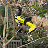 Ryobi ONE+ Secateurs 18V RY18SCA-120 2.0Ah Kit